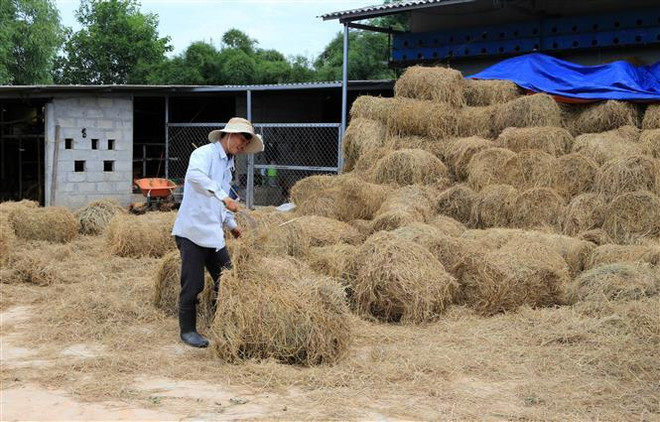 Rơm cuốn dự trữ của hộ gia đình vừa được tỉnh hỗ trợ máy. (Ảnh: Hồ Cầu/TTXVN) Giải pháp hữu hiệu giúp nông dân xử lý rơm rạ sau thu hoạch ảnh 1