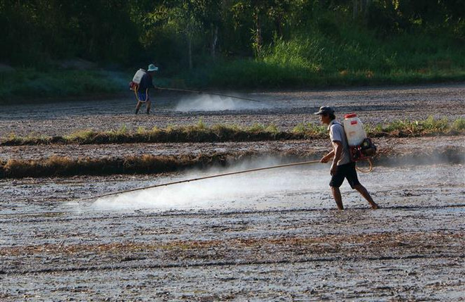 Bài toán nâng năng suất lúa để ứng phó biến đổi khí hậu tại ĐBSCL ảnh 2