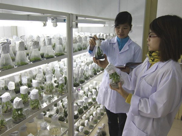 Chứng nhận thương hiệu độc quyền Diệp hạ châu Cát Tiên ảnh 1