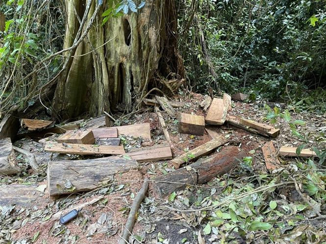 Tạm giữ 2 đối tượng khai thác gỗ trong Vườn Quốc gia Kon Ka Kinh ảnh 1