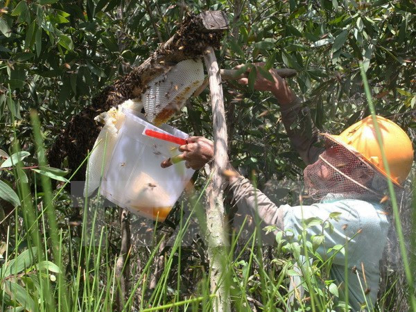 Ong lạ tại Vườn quốc gia U Minh Hạ: Gây nuôi thử nghiệm hợp pháp ảnh 1