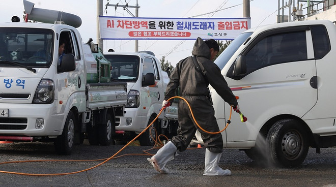 Phun thuốc khử trùng nhằm ngăn chặn sự lây lan của virus cúm H5N6 tại Goseong, tỉnh Nam Goseong, Hàn Quốc ngày 25/11. (Nguồn: Yonhap/TTXVN) Hàn Quốc tăng cường các biện pháp phòng ngừa dịch cúm gia cầm ảnh 1