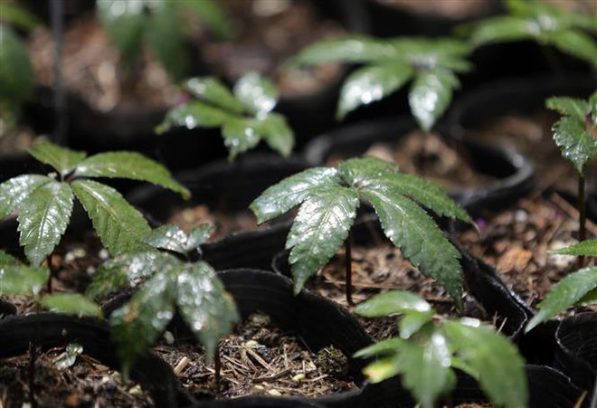 Nguồn gene đặc biệt quý hiếm sâm Lai Châu và khát vọng vươn xa ảnh 1