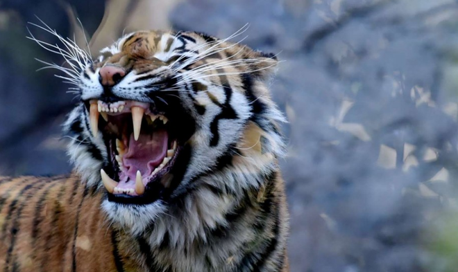 Người đàn ông bị con hổ dữ trong công viên quốc gia cắn chết ảnh 1