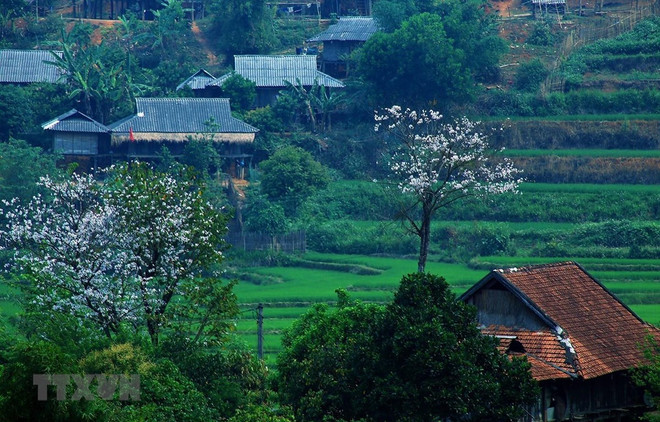 Điện Biên: Không tổ chức lễ hội Hoa Ban để đảm bảo phòng, chống dịch ảnh 2