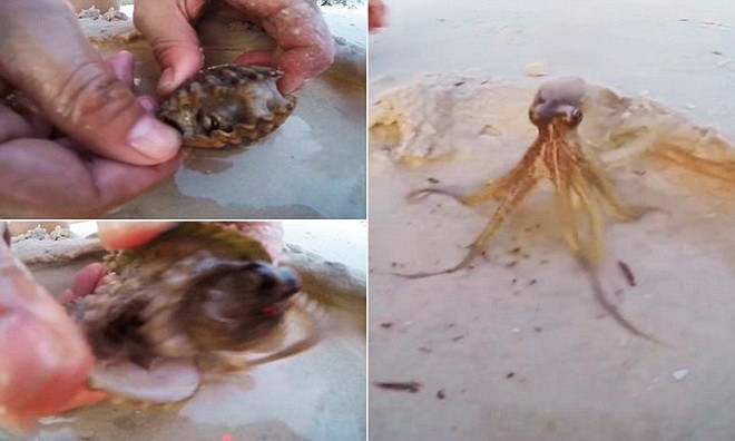 [Video] Chú bạch tuộc tinh ranh chui vào trong vỏ sò để ẩn nấp ảnh 1