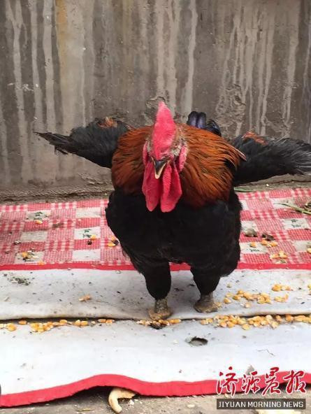 Chú gà trống với hành động phi thường được so sánh với Quan Vũ ảnh 2