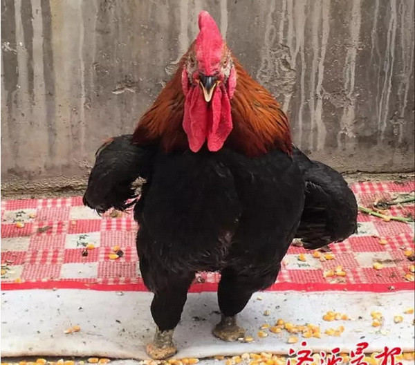 Chú gà trống với hành động phi thường được so sánh với Quan Vũ ảnh 1