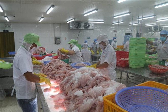 Chế biến cá da trơn xuất khẩu tại Công ty Cổ phần Gò Đàng, Tiền Giang. (Ảnh: Minh Trí/TTXVN) “Quả ngọt” từ những quyết sách và điều hành quyết liệt, linh hoạt ảnh 2