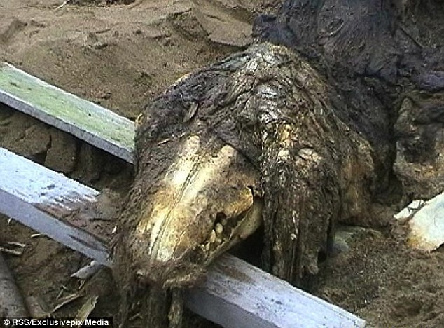 Bí ẩn bộ xương của "quái vật" lạ xuất hiện ở bờ biển nước Nga ảnh 2