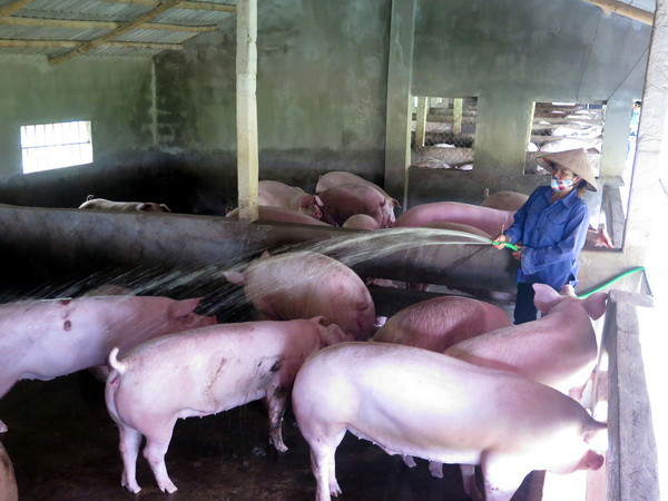 Các doanh nghiệp Quảng Ninh vào cuộc giải cứu ngành chăn nuôi ảnh 1