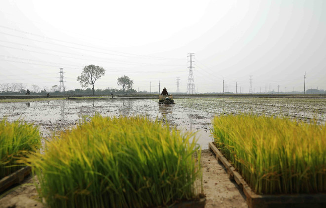 Gần 93% diện tích ở Trung du và Đồng bằng Bắc Bộ đủ nước cho gieo cấy ảnh 1