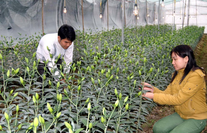 (Ảnh minh họa: Lan Xuân/TTXVN) Lâm Đồng đã chuẩn bị đủ hoa tươi cho Tết Nguyên đán 2017 ảnh 1