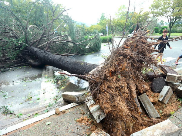 Bão Chaba hoành hành gây nhiều thiệt hại tại Hàn Quốc và Nhật Bản ảnh 1