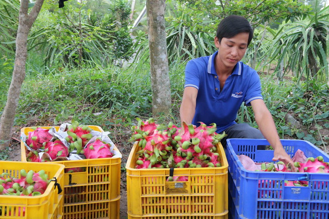 Không có hàng nông sản ùn ứ tại cửa khẩu quốc tế Hữu Nghị ảnh 1