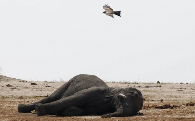 Hàng chục con voi bị những kẻ săn trộm giết chết để lấy ngà ảnh 1