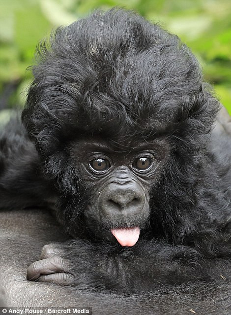 Chú khỉ đột con gây thích thú với mái tóc giống như ngôi sao ảnh 5