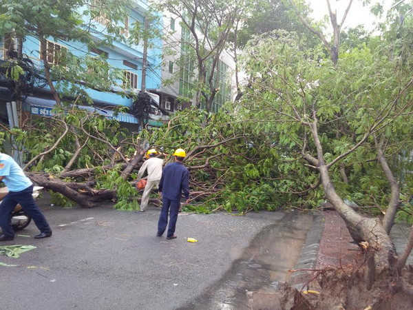 Cây lớn bật gốc đổ vào lòng đường làm một phụ nữ phải đi cấp cứu ảnh 1