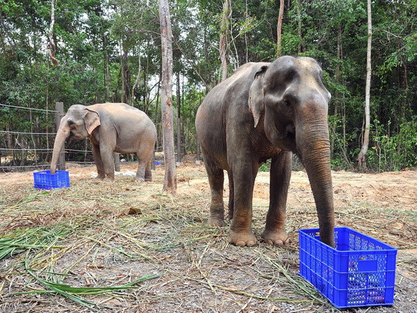 Công bố kết quả kiểm tra thực tế tại Vinpearl Safari Phú Quốc ảnh 1