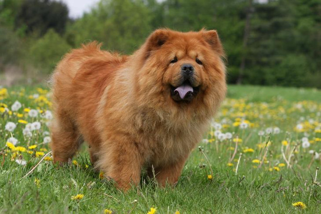 Chow-Chow-standing-in-a-meadow.jpg