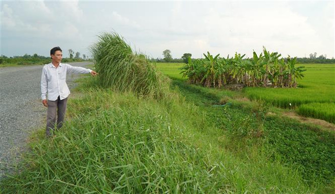 Anh Lâm Hoàng Nhơn, xã An Khánh, huyện Châu Thành không có đường đi vào 10.000m2 ruộng của mình nếu không xây dựng đường dân sinh. (Ảnh: Nhựt An/TTXVN) Nhiều bất cập cho người dân khi thi công Cao tốc Mỹ Thuận-Cần Thơ ảnh 2