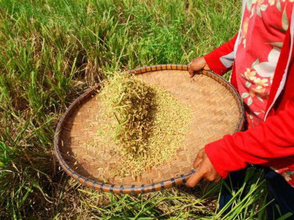 IFAD và ADB hỗ trợ phát triển nông thôn ở châu Á-Thái Bình Dương ảnh 1