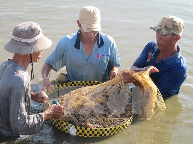 Tôm chết diện rộng ở Tây Nam Bộ, thiệt hại hàng trăm tỷ đồng ảnh 1