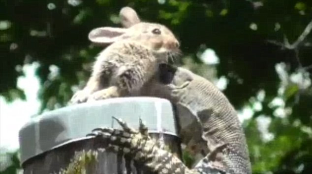 [Video] Thằn lằn trèo lên đỉnh cột điện để nuốt chửng con thỏ ảnh 1