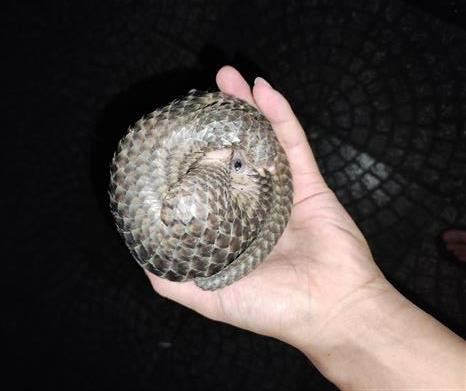 Bình Phước: Người dân cứu hai cá thể tê tê Java quý hiếm ảnh 1