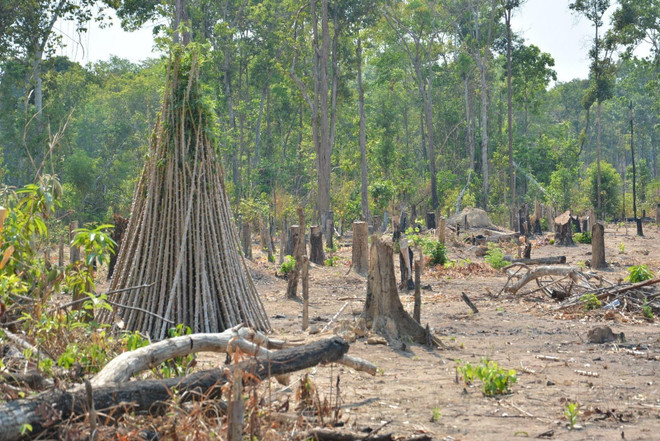 Gia Lai: Đề nghị chuyển hồ sơ vụ mất 1.200ha rừng sang công an xử lý ảnh 1