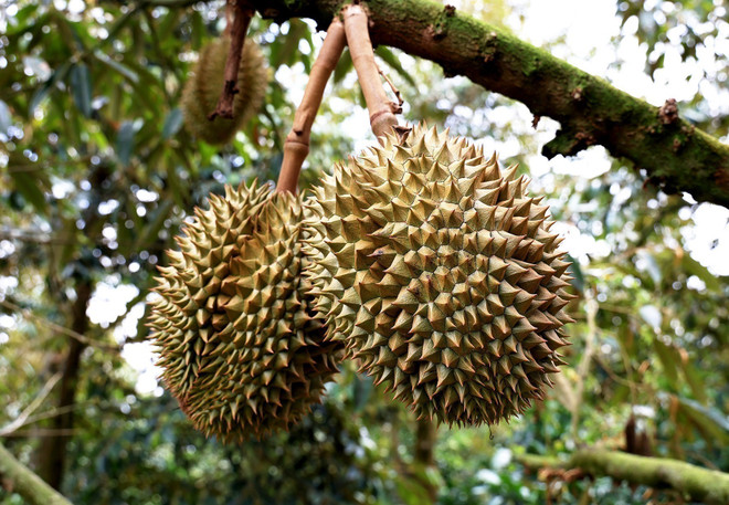 Cần Thơ: Sầu riêng được mùa, được giá, người trồng phấn khởi ảnh 1