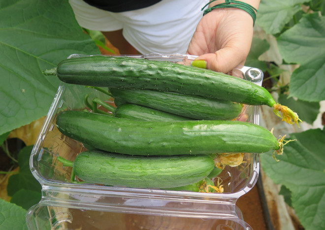 Đưa du lịch nông nghiệp, nông thôn trở thành thương hiệu của ĐBSCL ảnh 2