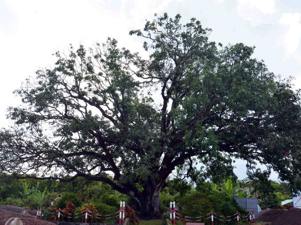 Công nhận cây xoài 300 năm tuổi ở Bạc Liêu là Cây di sản ảnh 1