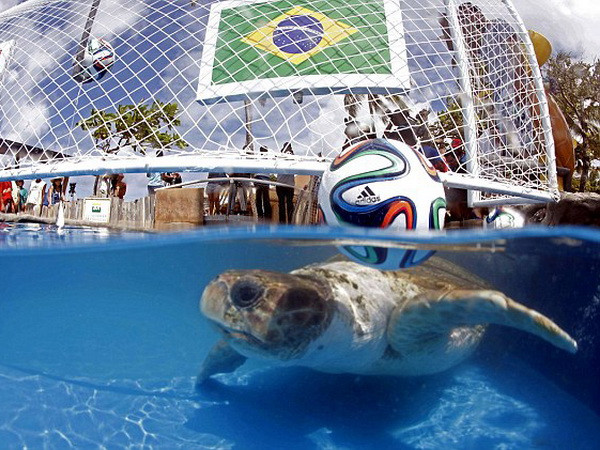 "Rùa tiên tri" dự đoán Brazil khởi đầu như mơ ở World Cup ảnh 1