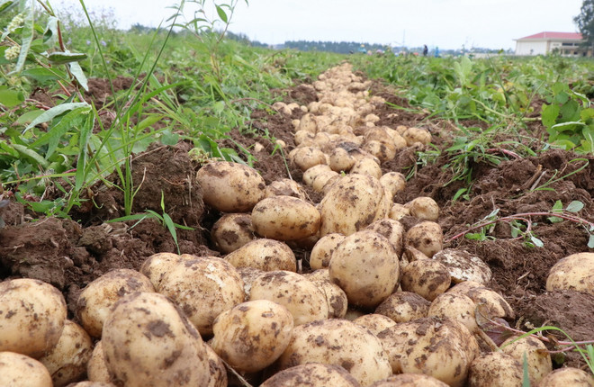 ttxvn thu hoach khoai tay2_resize.jpg