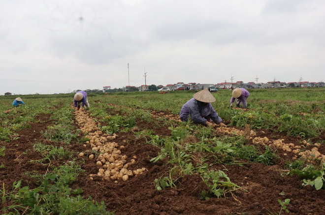 ttxvn thu hoach khoai tay3_resize.jpg