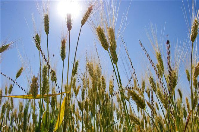 Căng thẳng Nga-Ukraine tái định hình thương mại ngũ cốc toàn cầu ảnh 2