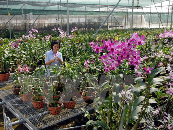 Lào Cai thúc đẩy bảo tồn và phát triển giống lan gốc bản địa ảnh 1