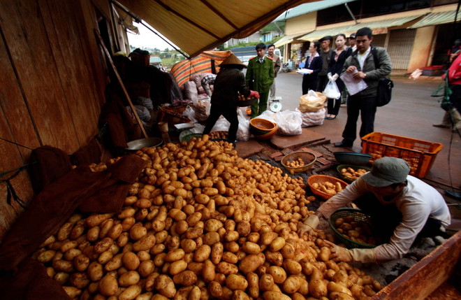 Dãn nhãn khoai tây Đà Lạt để phân biệt với khoai tây Trung Quốc ảnh 1