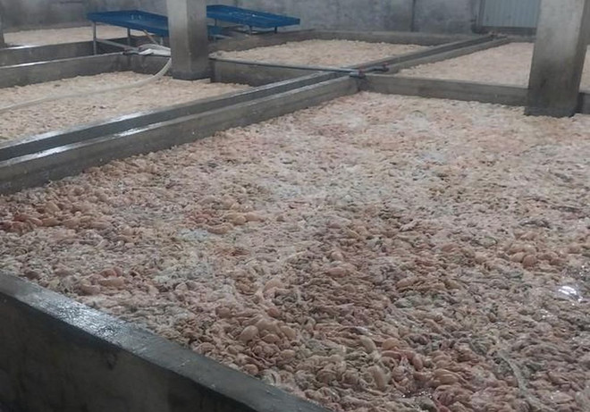 Số lòng lợn đã bốc mùi hôi thối. (Nguồn: Cục Quản lý thị trường Bắc Ninh) Bắc Ninh tiêu hủy hơn 7 tấn lòng lợn chưa qua sơ chế, bốc mùi hôi thối ảnh 1