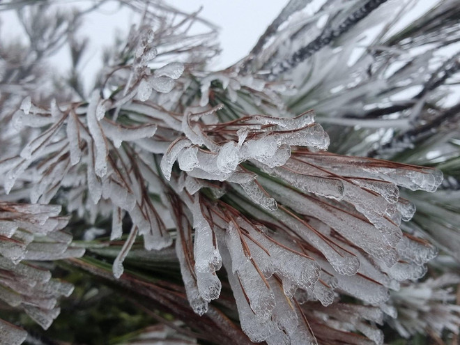 Yên Bái: Băng giá đã xuất hiện tại vùng cao Trạm Tấu ảnh 1
