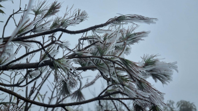 Yên Bái: Băng giá đã xuất hiện tại vùng cao Trạm Tấu ảnh 3