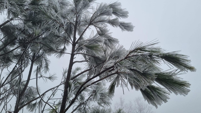 Yên Bái: Băng giá đã xuất hiện tại vùng cao Trạm Tấu ảnh 2