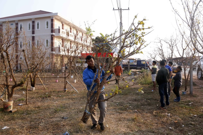 Độc đáo phiên chợ mai đá phục vụ người Việt tại Lào trong dịp Tết ảnh 3