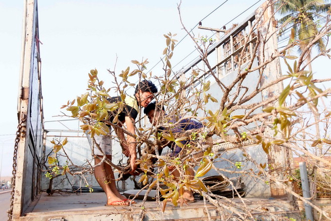 Độc đáo phiên chợ mai đá phục vụ người Việt tại Lào trong dịp Tết ảnh 2