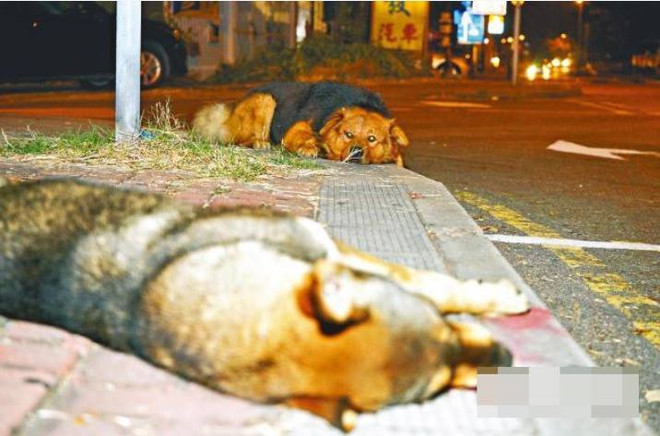 Chú chó nằm cạnh bạn gần 10 tiếng đồng hồ để chờ đợi sự giúp đỡ ảnh 1