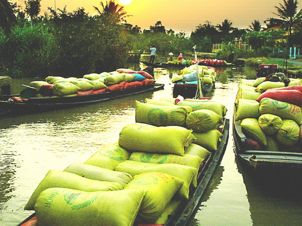 Hậu Giang: Giá lúa thương phẩm tăng cao nhất trong 3 năm ảnh 1