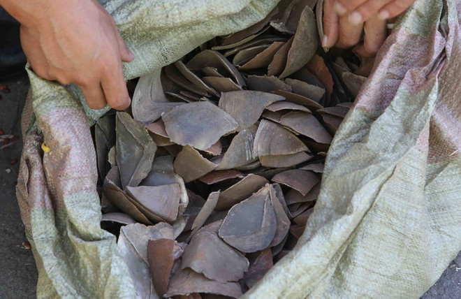 Lại phát hiện 12 kiện hàng chứa vảy tê tê ở Sân bay Nội Bài ảnh 1