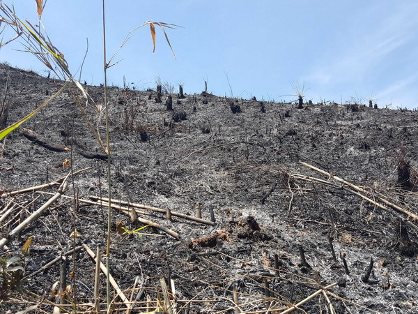 Công an vào cuộc điều tra vụ phá rừng quy mô lớn ở tỉnh Đắk Nông ảnh 1