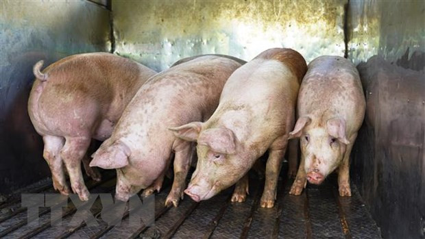 Giá lợn hơi tiếp tục biến động theo xu hướng tăng nhẹ trên diện rộng ảnh 1